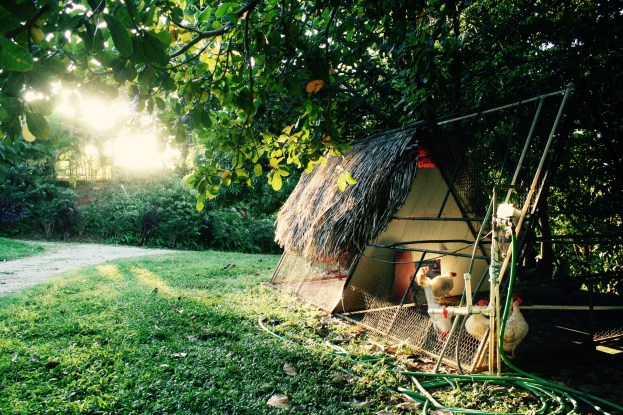 This is a Honduran chicken coop. Not quite up to Eric Anderson standards, but its pretty good. Chickens are great to have around the yard, as they eat lots of undesirable things, like scorpions, bugs, and some snakes. 