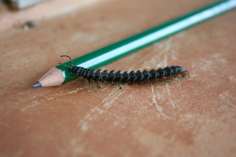 centipede