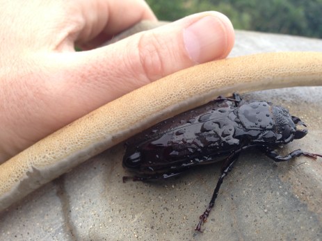 big beatle. not the big ones yet though... I'm still lookin'