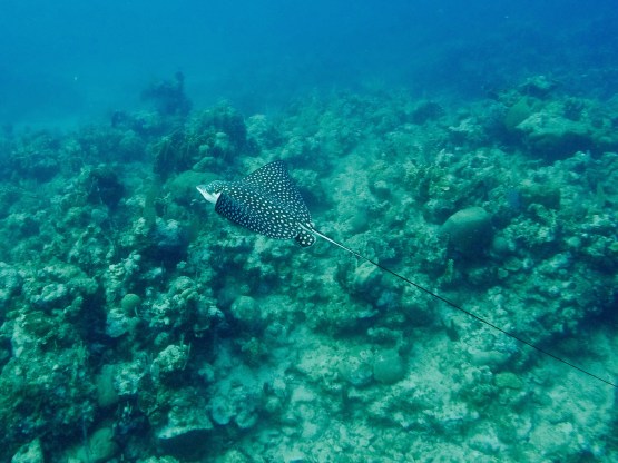 DCIM100GOPROGOPR1215.