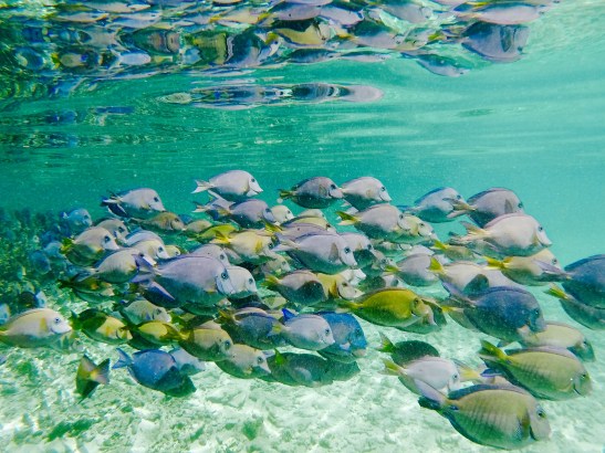 DCIM100GOPROGOPR1265.